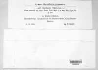 Hydnum repandum image